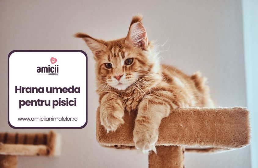 Cea mai buna hrana umeda pentru pisici