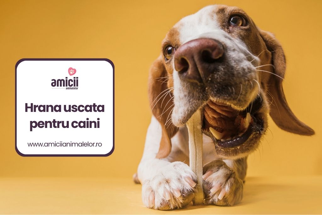 Hrana uscata pentru caini