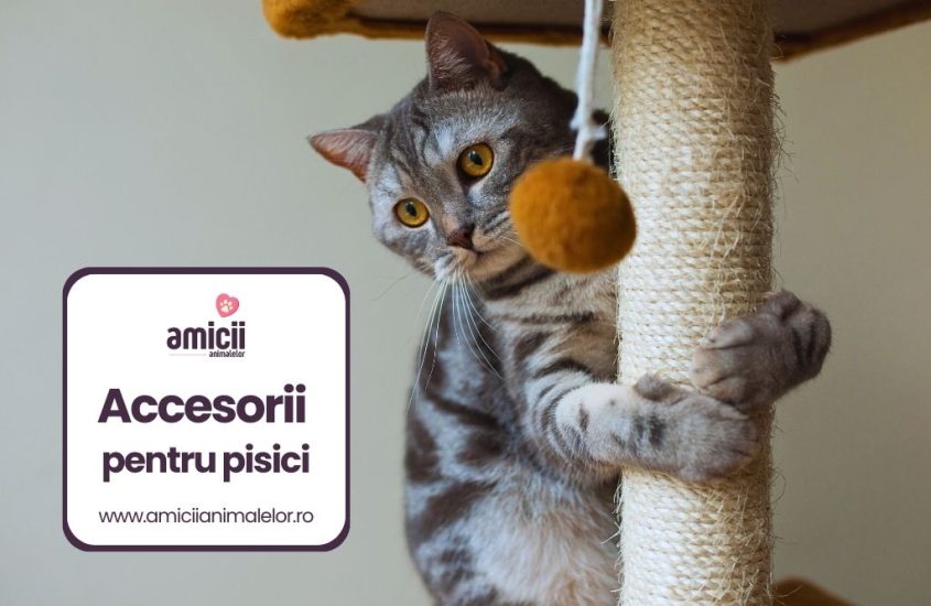 Cele mai bune accesorii pentru pisici