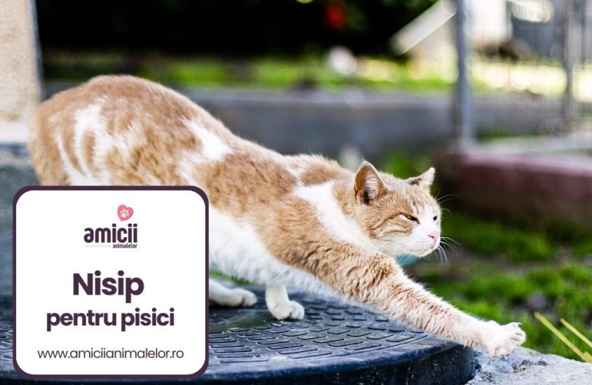 Cel mai bun nisip pentru pisici