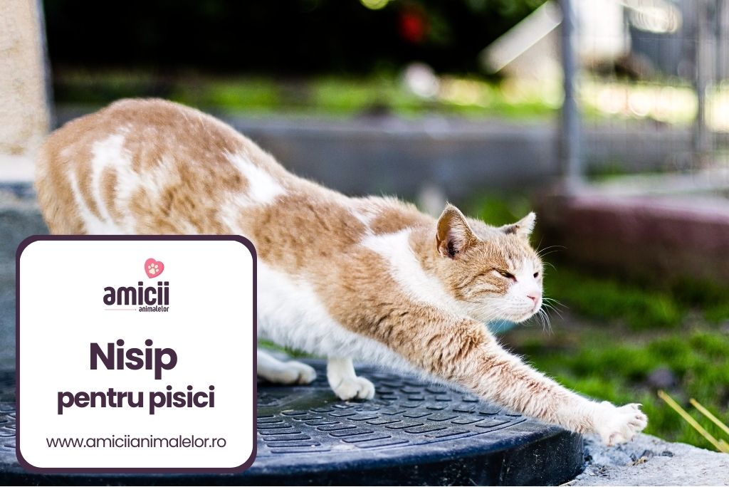 Cel mai bun nisip pentru pisici