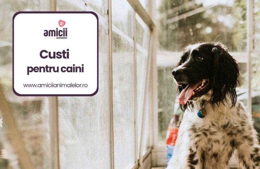 Cele mai bune custi pentru caini