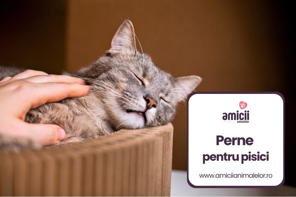 cele mai bune perne pentru pisici