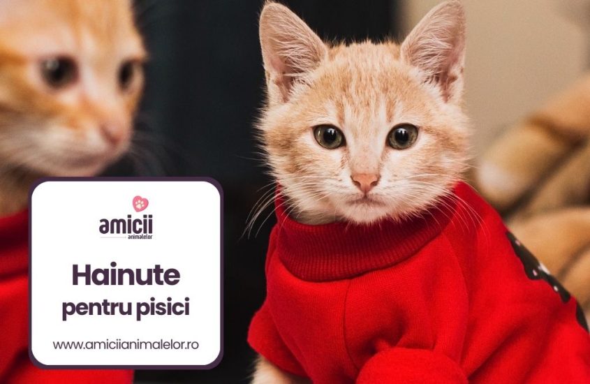 Cele mai apreciate hainute pentru pisici
