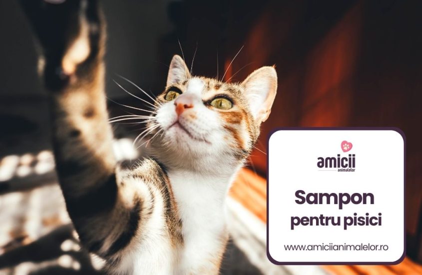 Cel mai bun sampon pentru pisici