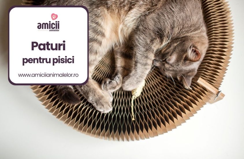 Cele mai bune paturi pentru pisici