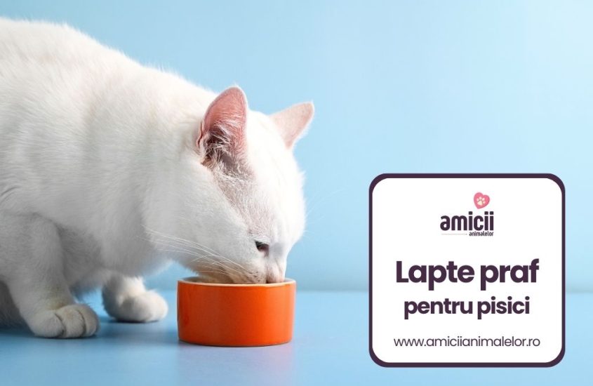 Cel mai bun lapte praf pentru pisici