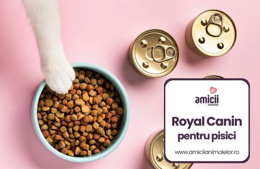 Royal Canin pentru pisici – Alege ce-i mai bun pentru pisica ta