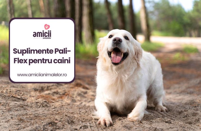 Suplimentele Pali-Flex pentru caini