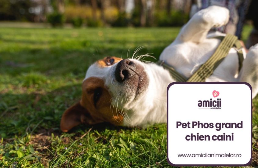 Pet Phos Grand Chien pentru caini