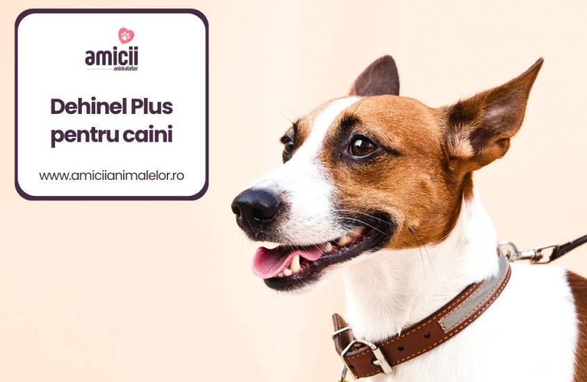 Dehinel Plus pentru caini