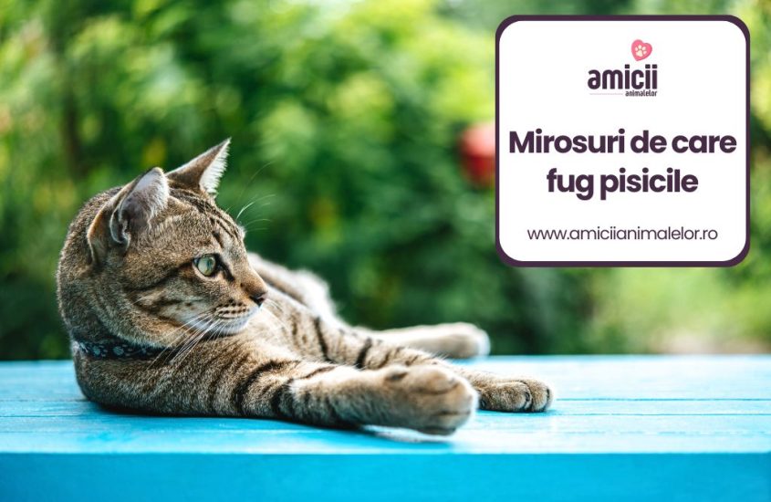 Mirosuri de care fug pisicile