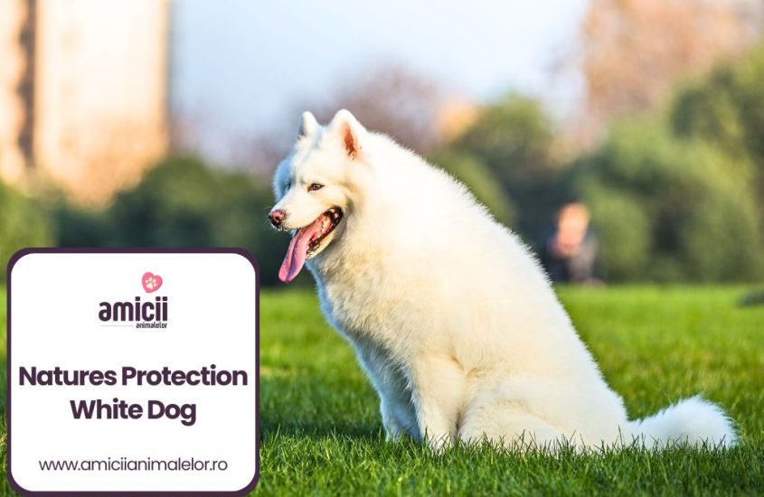 De ce sa alegi Natures Protection White Dog?