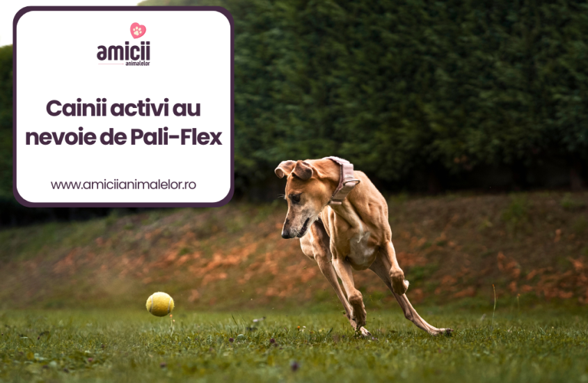 De ce cainii activi au nevoie de Pali-Flex?